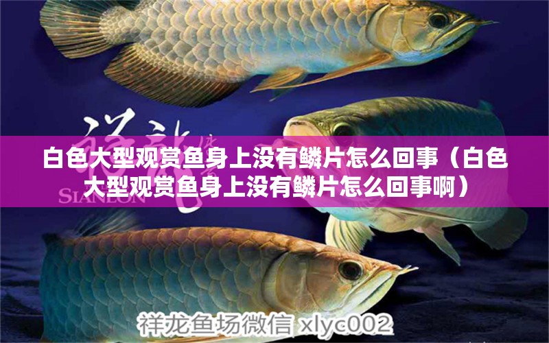 白色大型觀賞魚身上沒有鱗片怎么回事（白色大型觀賞魚身上沒有鱗片怎么回事?。? title=