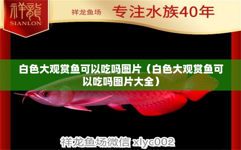 白色大觀賞魚可以吃嗎圖片（白色大觀賞魚可以吃嗎圖片大全） 狗仔（招財貓)魚苗