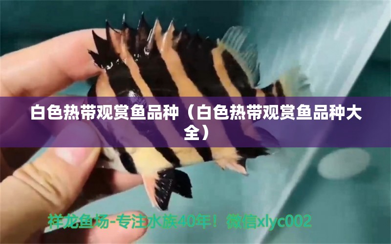 白色熱帶觀賞魚(yú)品種（白色熱帶觀賞魚(yú)品種大全）