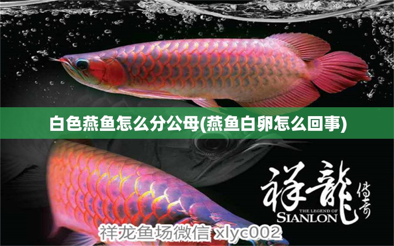 白色燕魚怎么分公母(燕魚白卵怎么回事) 觀賞魚 第1張