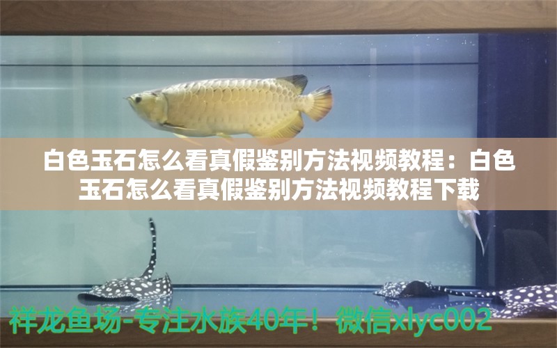 白色玉石怎么看真假鑒別方法視頻教程：白色玉石怎么看真假鑒別方法視頻教程下載