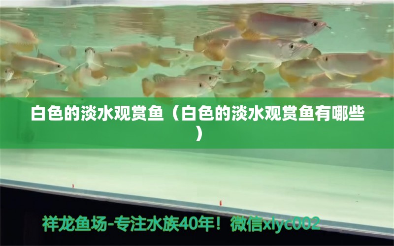 白色的淡水觀賞魚（白色的淡水觀賞魚有哪些）