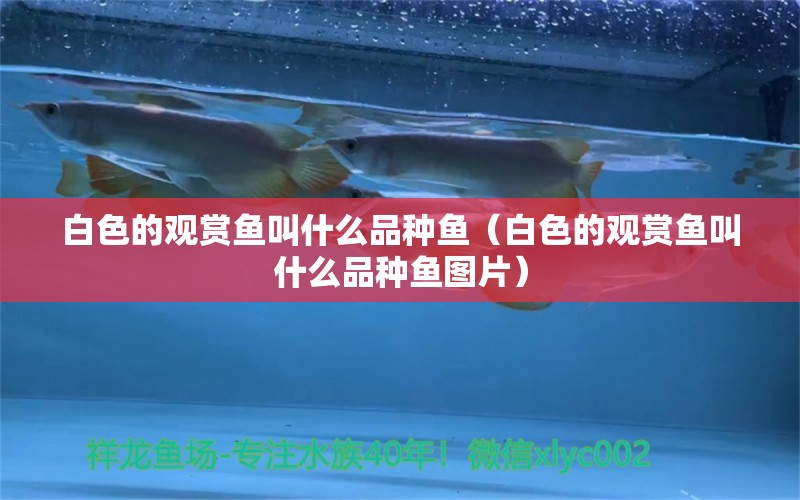 白色的觀賞魚叫什么品種魚（白色的觀賞魚叫什么品種魚圖片）