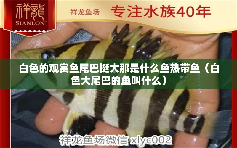 白色的觀賞魚(yú)尾巴挺大那是什么魚(yú)熱帶魚(yú)（白色大尾巴的魚(yú)叫什么）