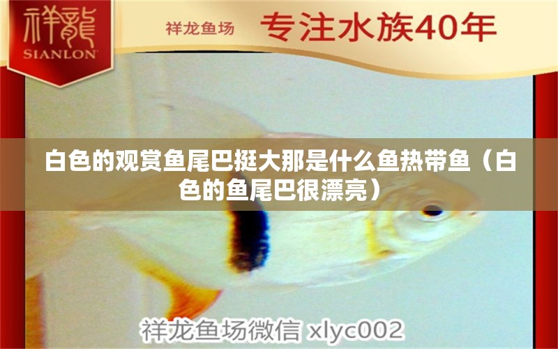 白色的觀賞魚(yú)尾巴挺大那是什么魚(yú)熱帶魚(yú)（白色的魚(yú)尾巴很漂亮）