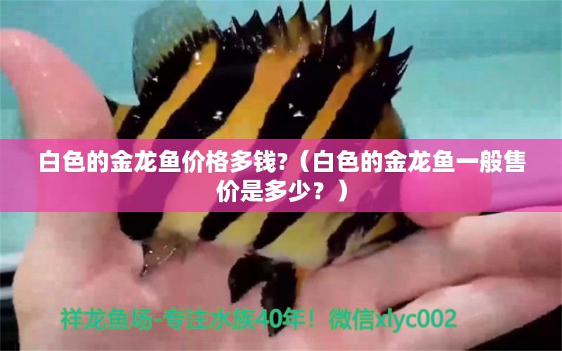 白色的金龍魚價格多錢?（白色的金龍魚一般售價是多少？） 水族問答 第2張