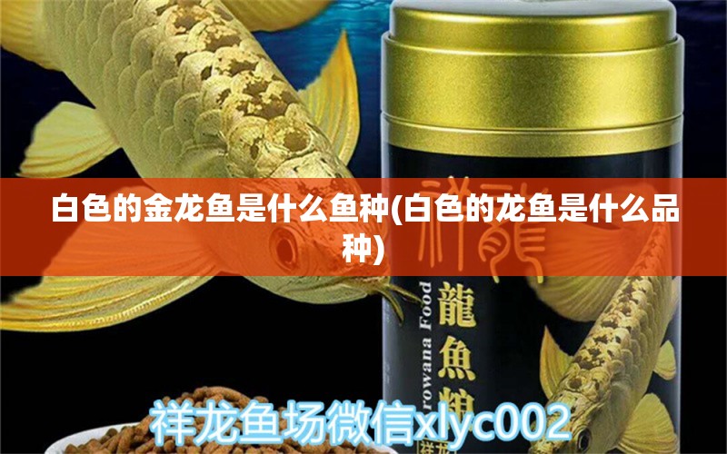 白色的金龍魚是什么魚種(白色的龍魚是什么品種) 魚缸水泵