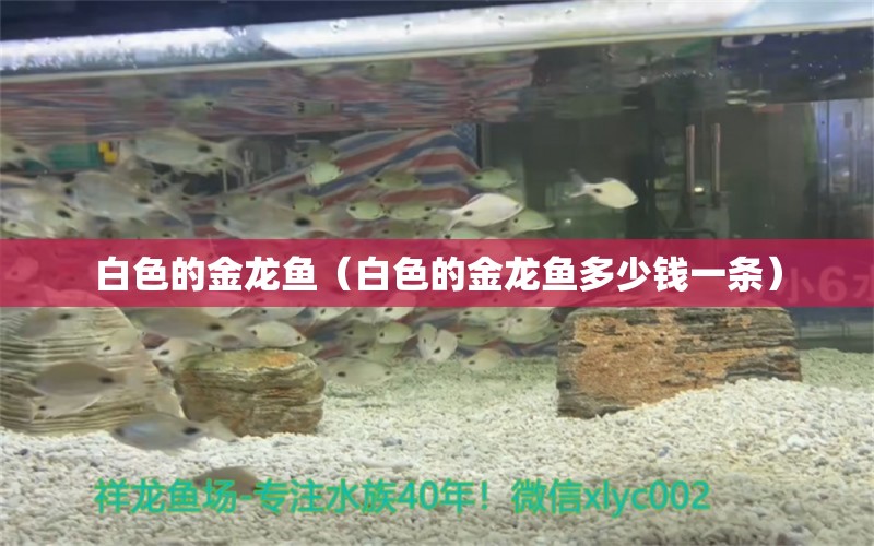 白色的金龍魚(yú)（白色的金龍魚(yú)多少錢(qián)一條）