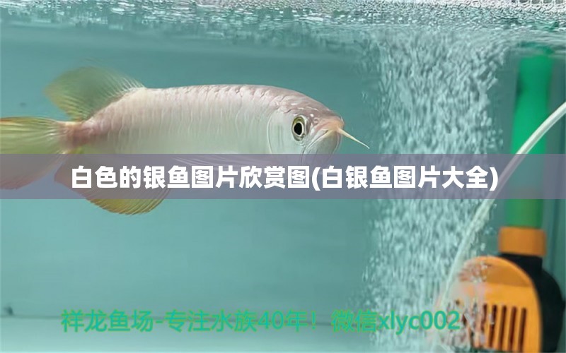 白色的銀魚圖片欣賞圖(白銀魚圖片大全) 黃金達(dá)摩魚