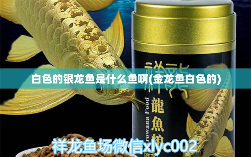 白色的銀龍魚是什么魚啊(金龍魚白色的) 銀龍魚