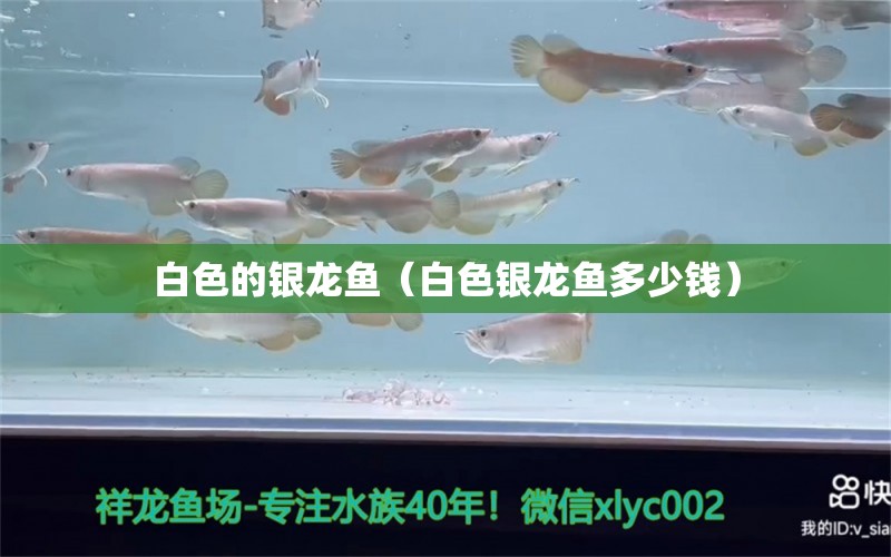 白色的銀龍魚（白色銀龍魚多少錢） 大白鯊魚