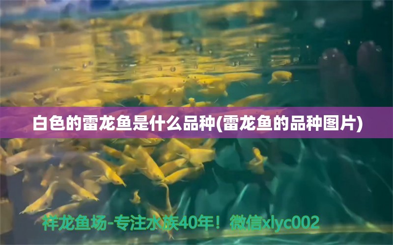 白色的雷龍魚是什么品種(雷龍魚的品種圖片)