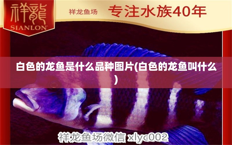 白色的龍魚是什么品種圖片(白色的龍魚叫什么) 皇冠黑白魟魚