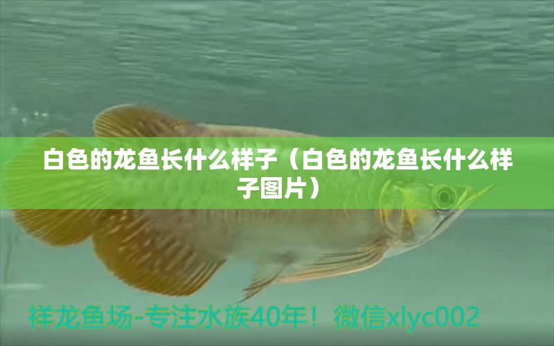 白色的龍魚長什么樣子（白色的龍魚長什么樣子圖片） 藍(lán)底過背金龍魚