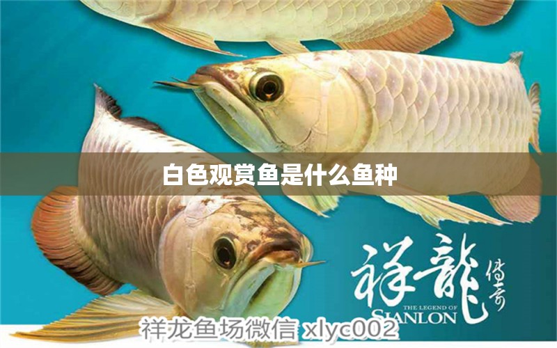 白色觀賞魚是什么魚種