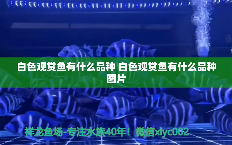 白色觀賞魚有什么品種 白色觀賞魚有什么品種圖片 祥龍龍魚專用水族燈 第1張