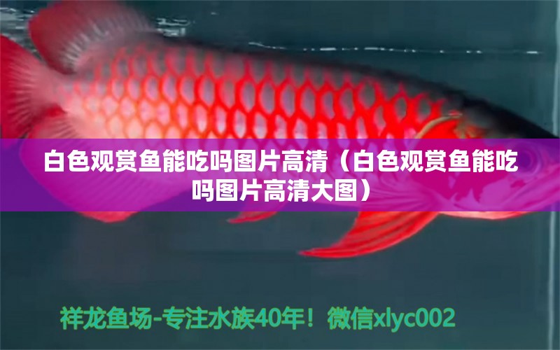 白色觀賞魚(yú)能吃嗎圖片高清（白色觀賞魚(yú)能吃嗎圖片高清大圖）