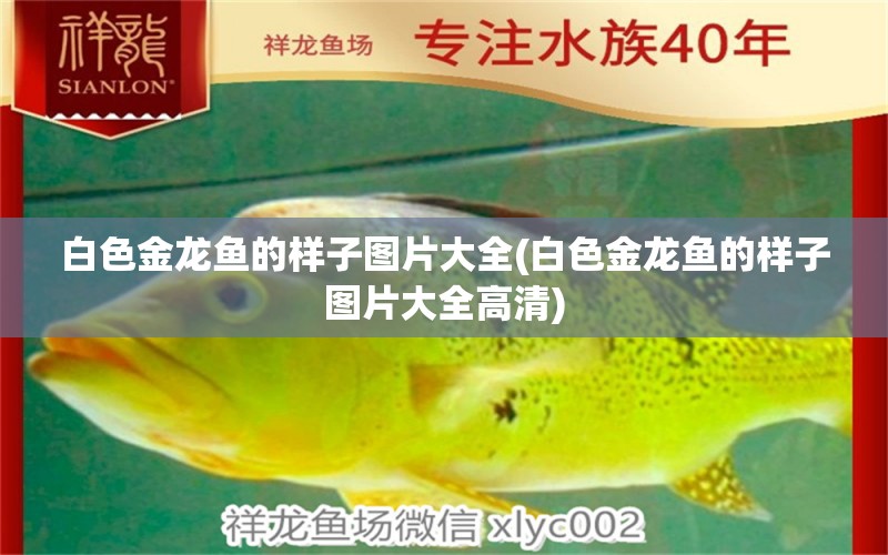 白色金龍魚的樣子圖片大全(白色金龍魚的樣子圖片大全高清) 銀古魚苗