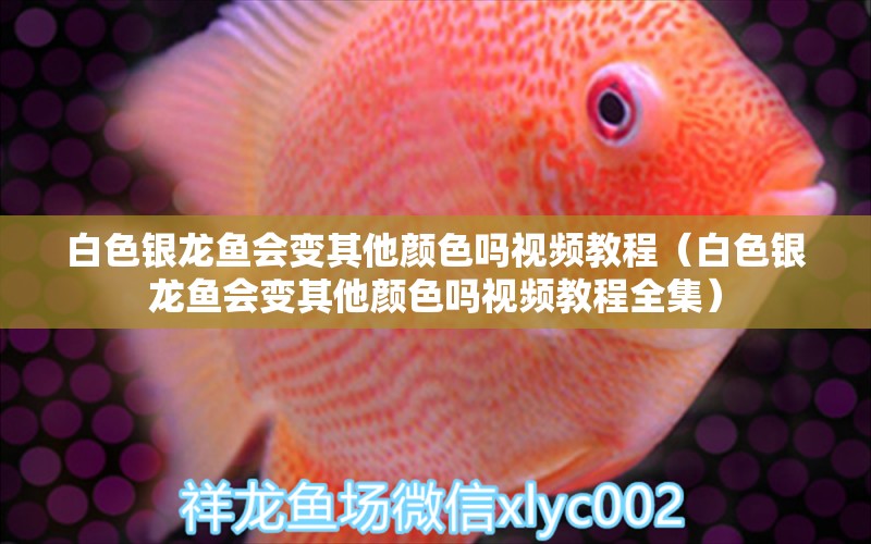 白色銀龍魚會變其他顏色嗎視頻教程（白色銀龍魚會變其他顏色嗎視頻教程全集）