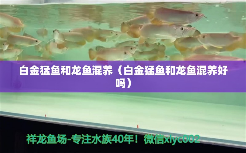 白金猛魚(yú)和龍魚(yú)混養(yǎng)（白金猛魚(yú)和龍魚(yú)混養(yǎng)好嗎）