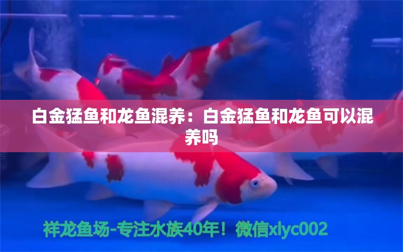 白金猛魚和龍魚混養(yǎng)：白金猛魚和龍魚可以混養(yǎng)嗎 龍魚百科 第2張