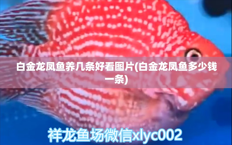 白金龍鳳魚養(yǎng)幾條好看圖片(白金龍鳳魚多少錢一條) 一眉道人魚