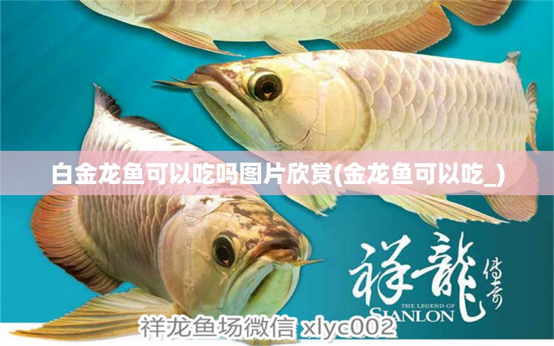 白金龍魚可以吃嗎圖片欣賞(金龍魚可以吃_)