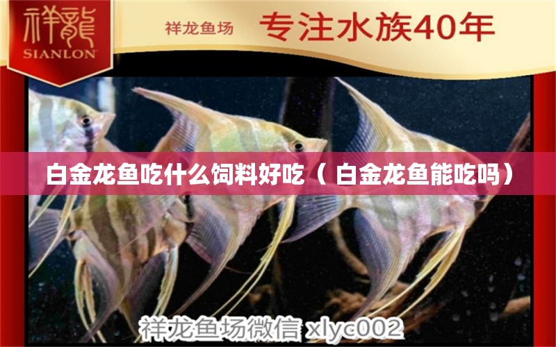 白金龍魚吃什么飼料好吃（ 白金龍魚能吃嗎） 印尼三紋虎 第1張