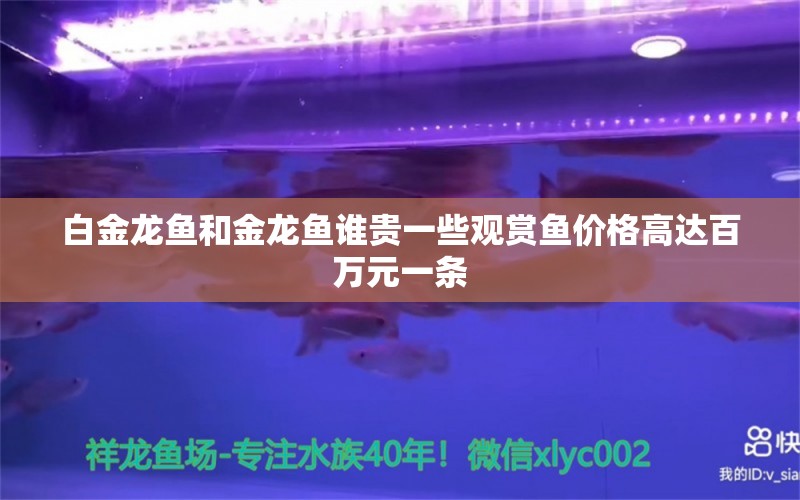 白金龍魚和金龍魚誰貴一些觀賞魚價格高達百萬元一條