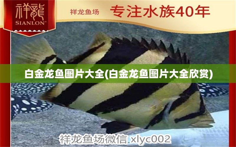 白金龍魚圖片大全(白金龍魚圖片大全欣賞) 黑白雙星