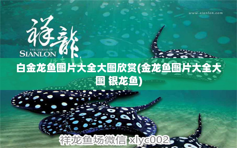 白金龍魚圖片大全大圖欣賞(金龍魚圖片大全大圖 銀龍魚) 銀龍魚