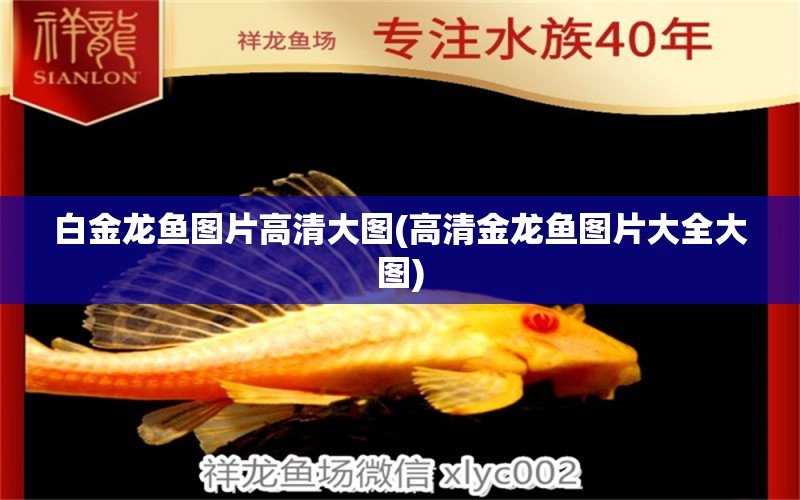 白金龍魚(yú)圖片高清大圖(高清金龍魚(yú)圖片大全大圖) 孵化器