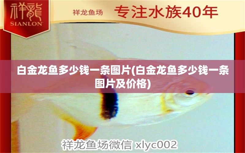 白金龍魚多少錢一條圖片(白金龍魚多少錢一條圖片及價(jià)格) 女王大帆魚