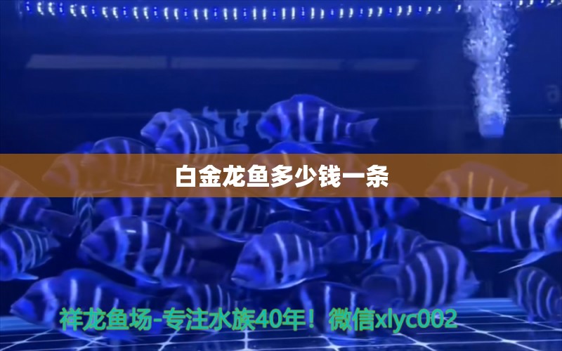 白金龍魚多少錢一條