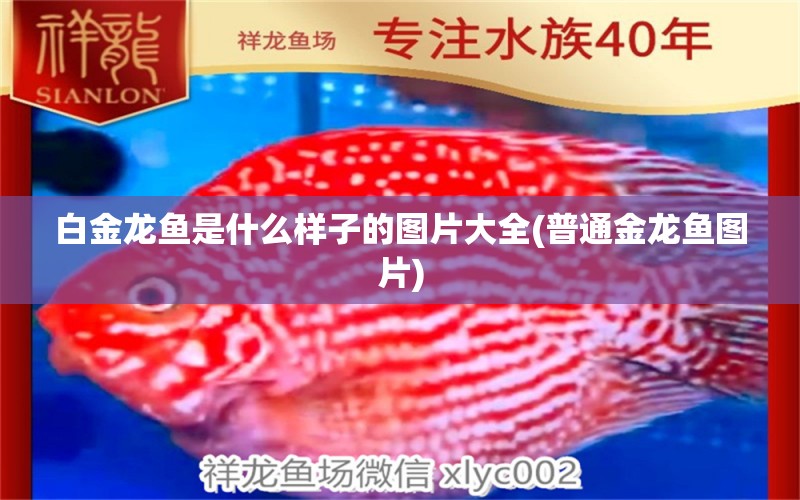 白金龍魚是什么樣子的圖片大全(普通金龍魚圖片) 廣州觀賞魚魚苗批發(fā)市場