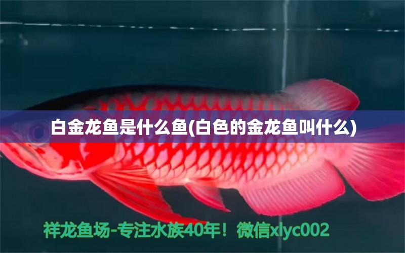 白金龍魚(yú)是什么魚(yú)(白色的金龍魚(yú)叫什么) 雙線側(cè)魚(yú)