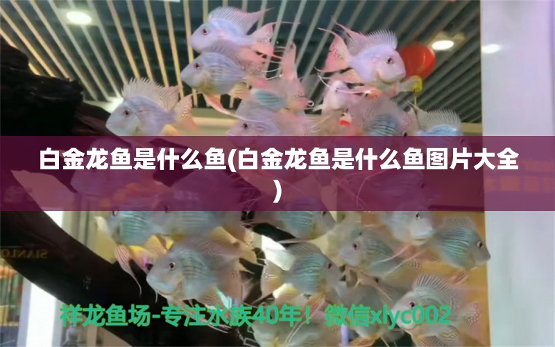 白金龍魚是什么魚(白金龍魚是什么魚圖片大全) 藍帆三間魚