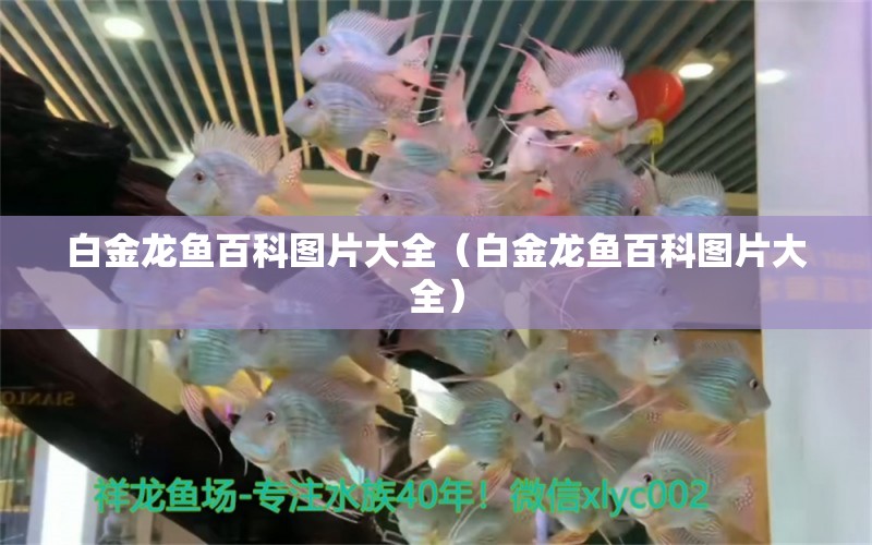 白金龍魚百科圖片大全（白金龍魚百科圖片大全） 圖騰金龍魚