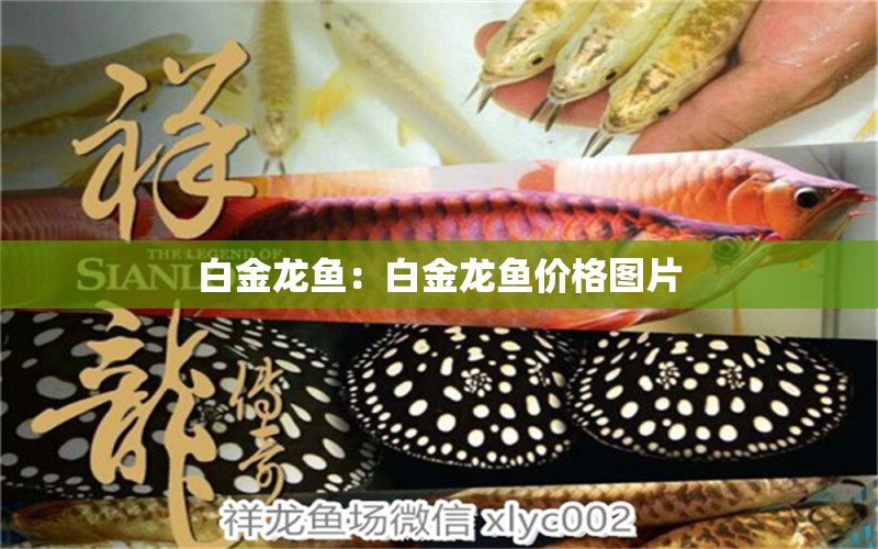 白金龍魚：白金龍魚價格圖片