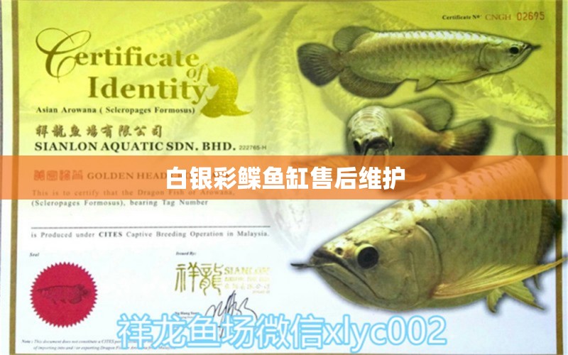 白銀彩鰈魚(yú)缸售后維護(hù)