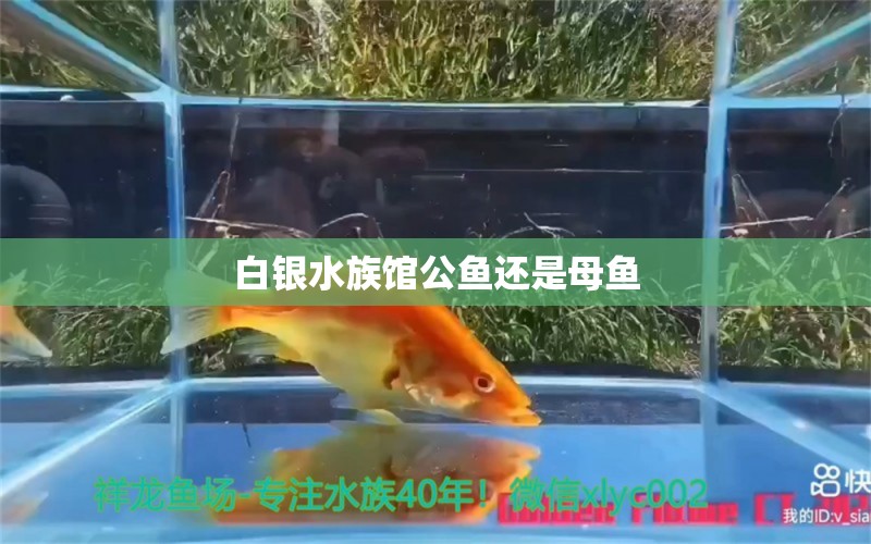 白銀水族館公魚(yú)還是母魚(yú) 觀賞魚(yú)飼料