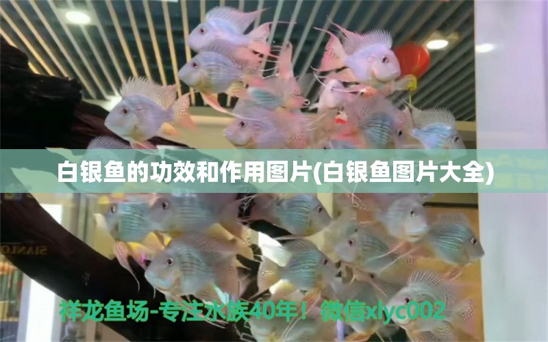 白銀魚(yú)的功效和作用圖片(白銀魚(yú)圖片大全) 速倍妥魚(yú)糧魚(yú)藥