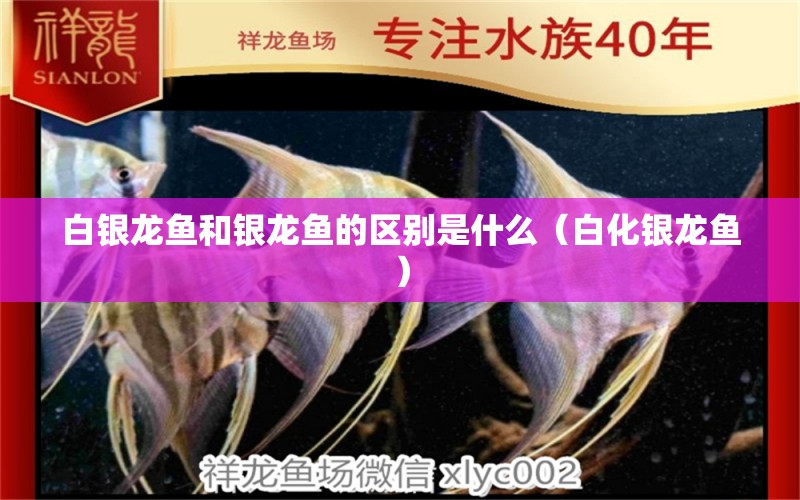 白銀龍魚(yú)和銀龍魚(yú)的區(qū)別是什么（白化銀龍魚(yú)）