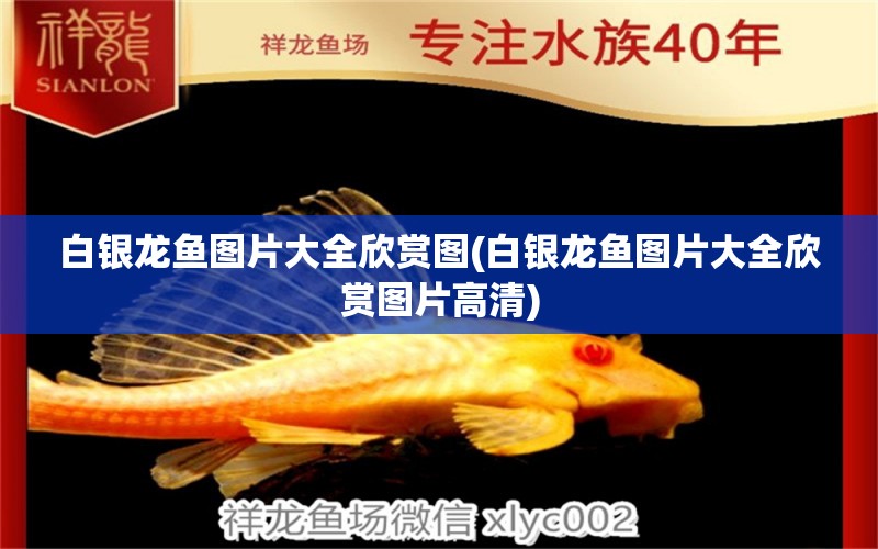 白銀龍魚圖片大全欣賞圖(白銀龍魚圖片大全欣賞圖片高清)