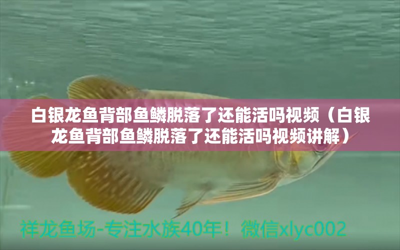 白銀龍魚(yú)背部魚(yú)鱗脫落了還能活嗎視頻（白銀龍魚(yú)背部魚(yú)鱗脫落了還能活嗎視頻講解） 銀龍魚(yú)