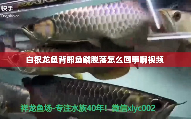 白銀龍魚背部魚鱗脫落怎么回事啊視頻 