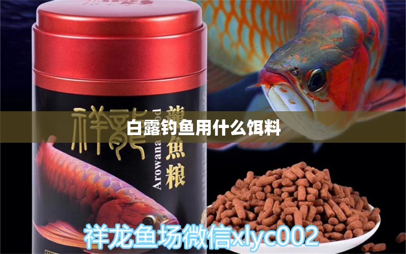 白露釣魚用什么餌料 白玉紅龍魚 第2張