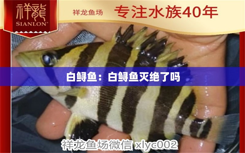 白鱘魚：白鱘魚滅絕了嗎