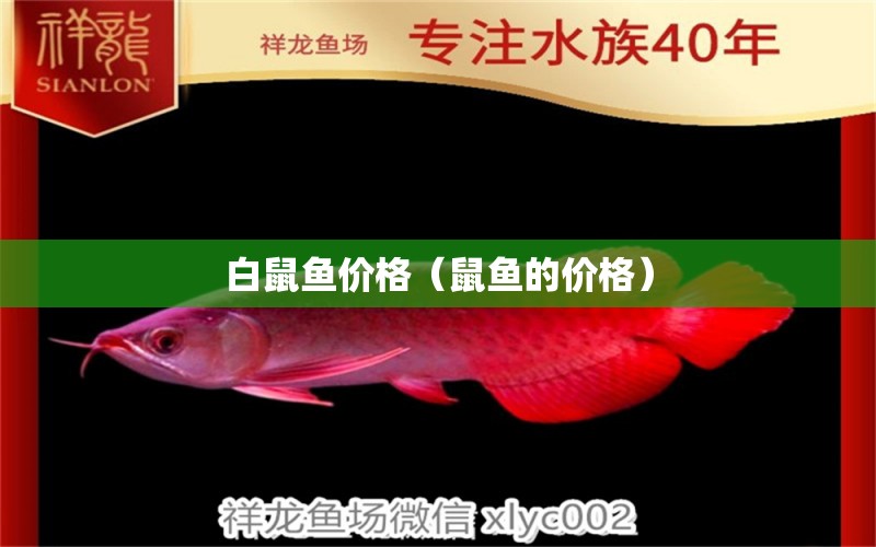 白鼠魚價格（鼠魚的價格） 祥龍魚場其他產(chǎn)品