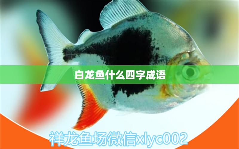 白龍魚(yú)什么四字成語(yǔ)